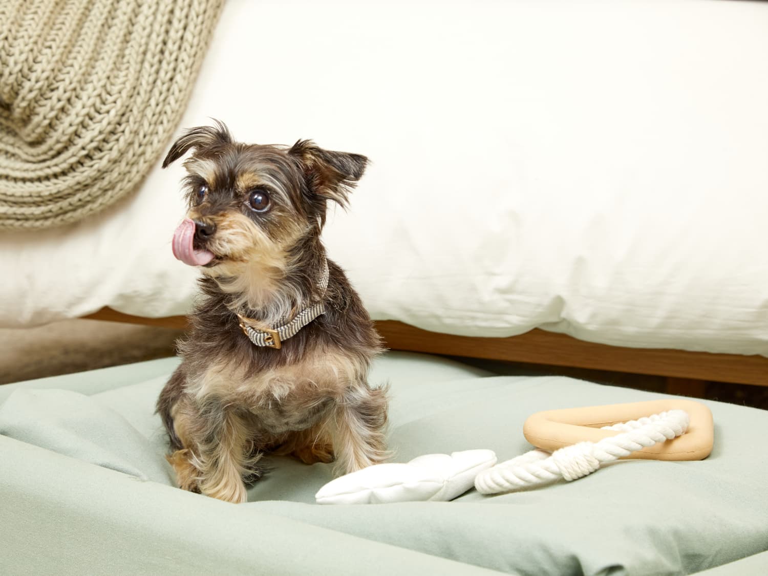 Pupsicle cooling mat shop